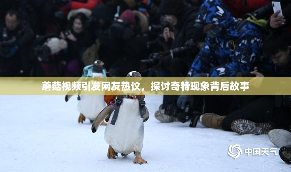 蘑菇视频引发网友热议，探讨奇特现象背后故事