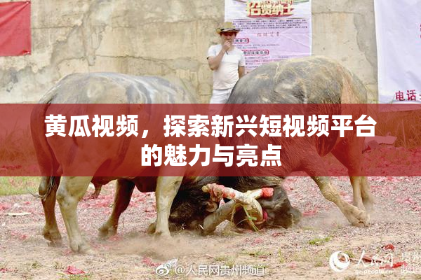 黄瓜视频，探索新兴短视频平台的魅力与亮点
