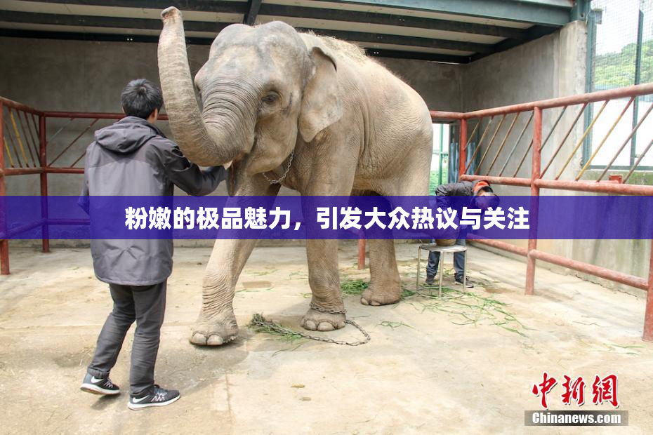 粉嫩的极品魅力，引发大众热议与关注