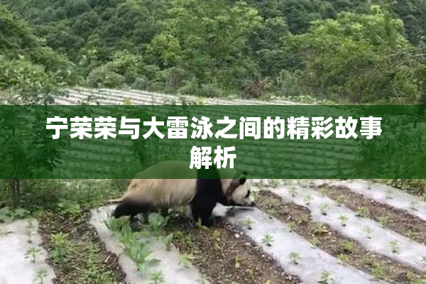 宁荣荣与大雷泳之间的精彩故事解析