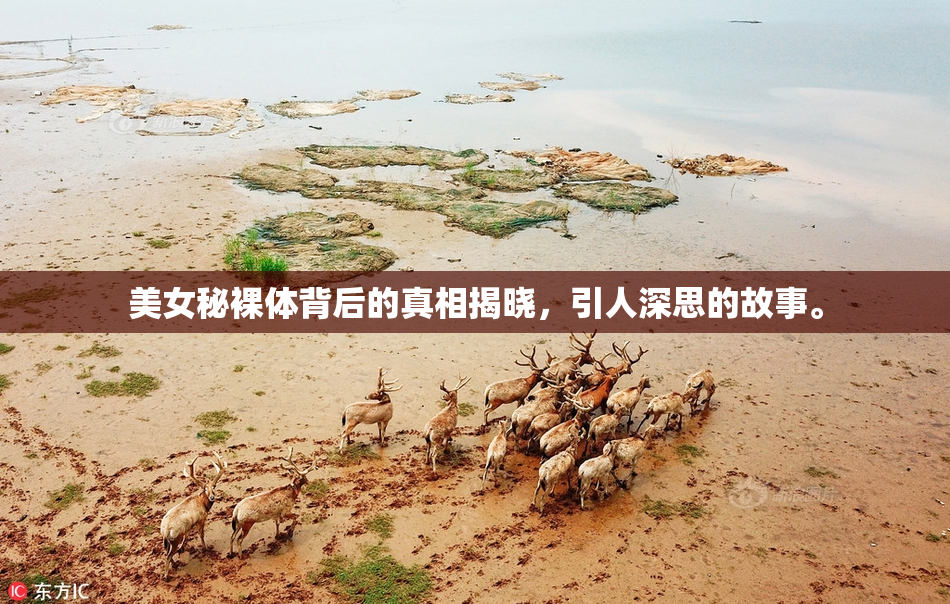 美女秘裸体背后的真相揭晓，引人深思的故事。