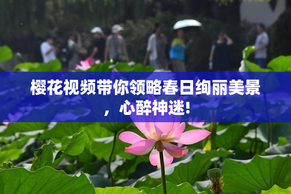 樱花视频带你领略春日绚丽美景，心醉神迷!
