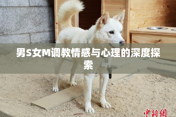 男S女M调教情感与心理的深度探索