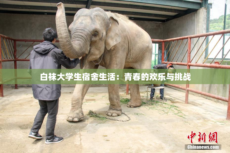 白袜大学生宿舍生活：青春的欢乐与挑战