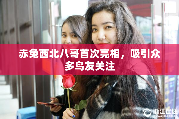 赤兔西北八哥首次亮相，吸引众多鸟友关注