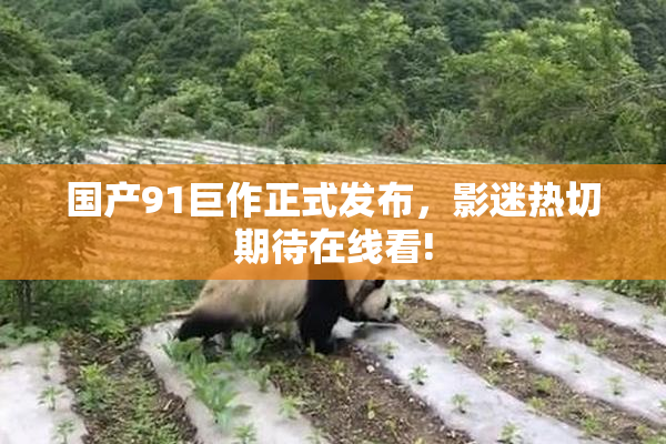 国产91巨作正式发布，影迷热切期待在线看!