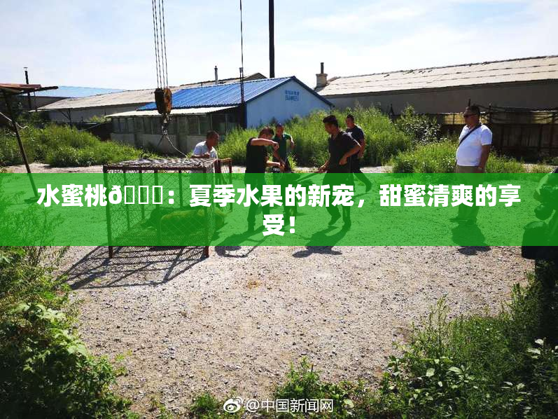 水蜜桃🍑：夏季水果的新宠，甜蜜清爽的享受！