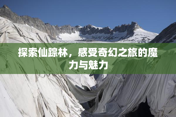 探索仙踪林，感受奇幻之旅的魔力与魅力