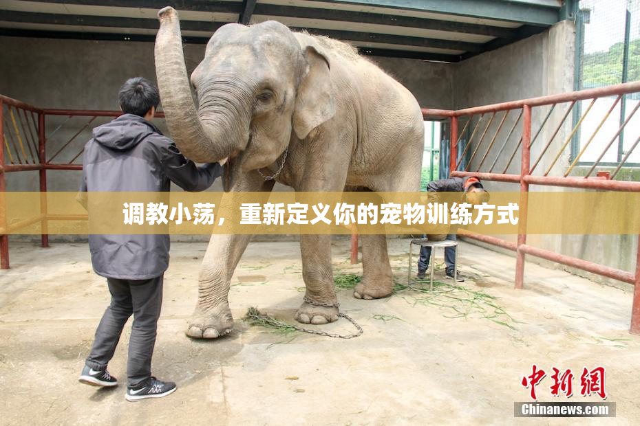 调教小荡，重新定义你的宠物训练方式