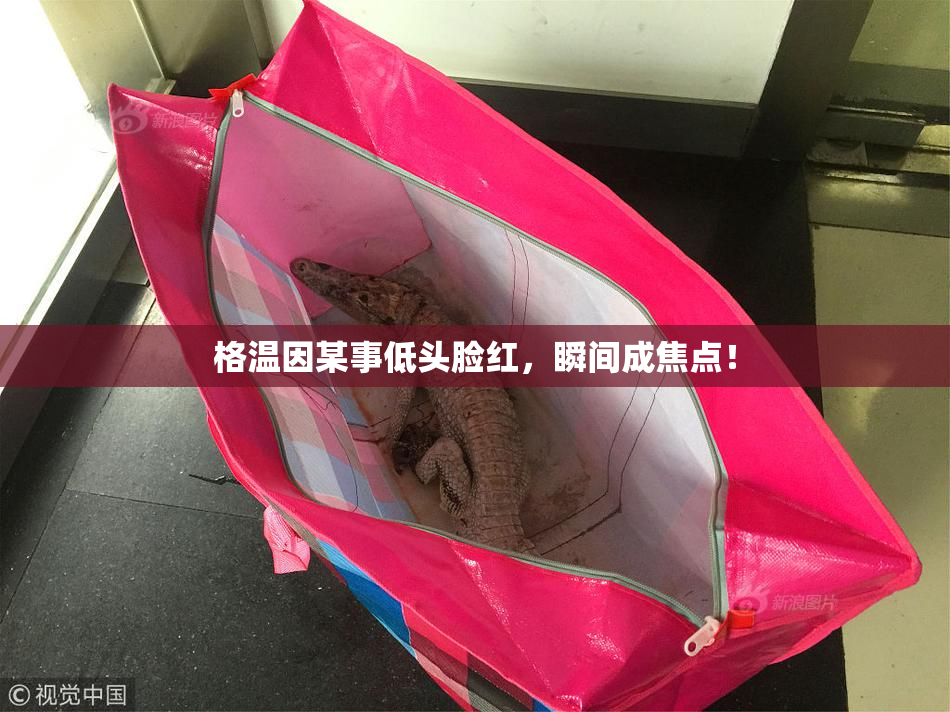 格温因某事低头脸红，瞬间成焦点！