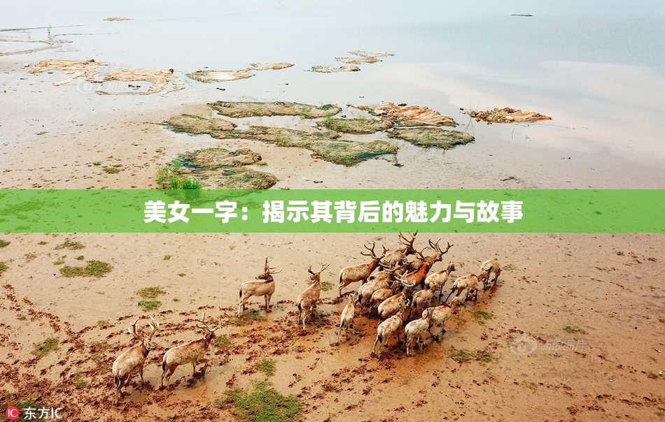 美女一字：揭示其背后的魅力与故事
