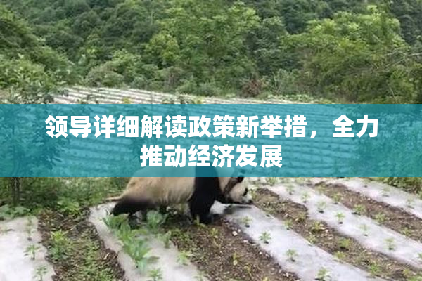 领导详细解读政策新举措，全力推动经济发展