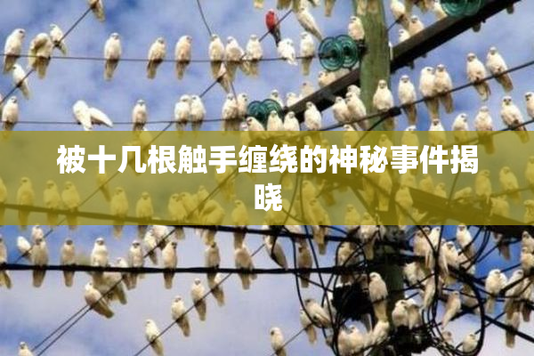 被十几根触手缠绕的神秘事件揭晓