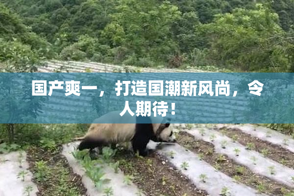 国产爽一，打造国潮新风尚，令人期待！