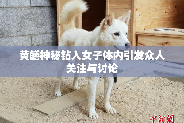 黄鳝神秘钻入女子体内引发众人关注与讨论