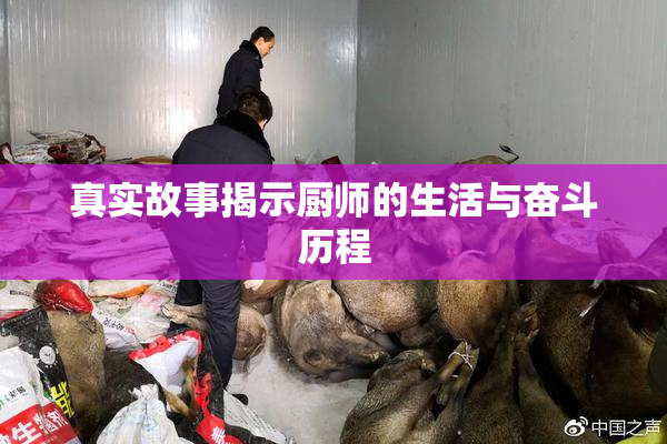 真实故事揭示厨师的生活与奋斗历程