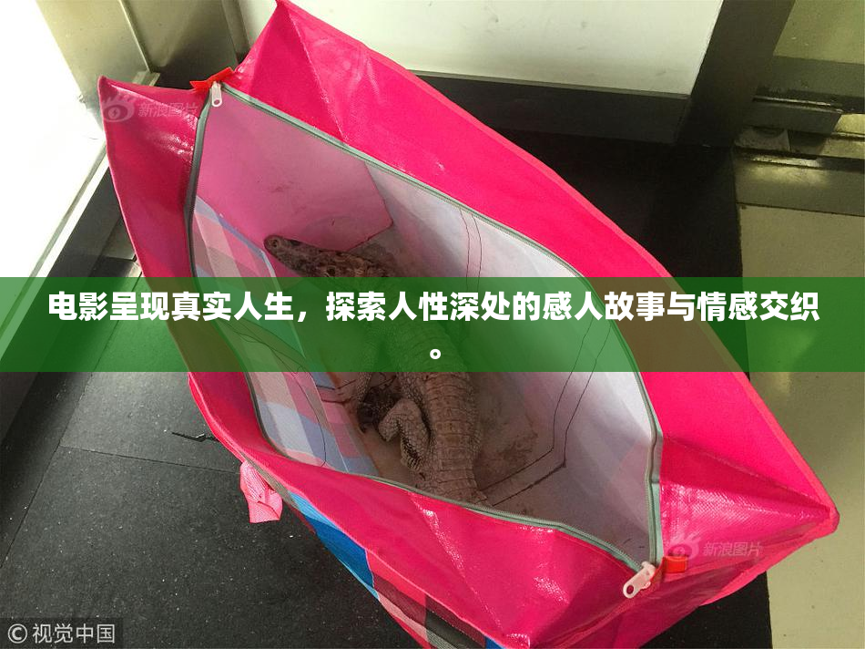 电影呈现真实人生，探索人性深处的感人故事与情感交织。