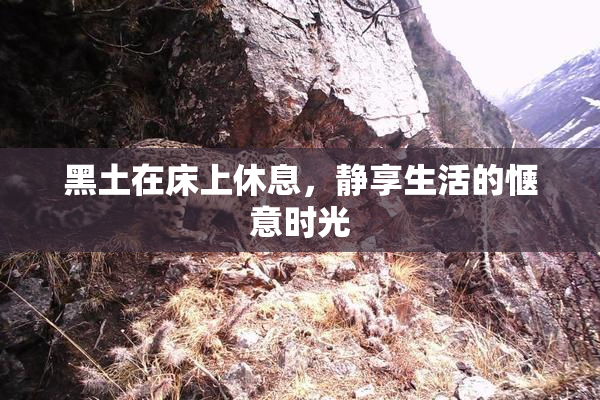 黑土在床上休息，静享生活的惬意时光