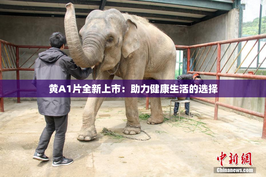 黄A1片全新上市：助力健康生活的选择