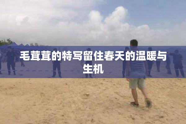 毛茸茸的特写留住春天的温暖与生机