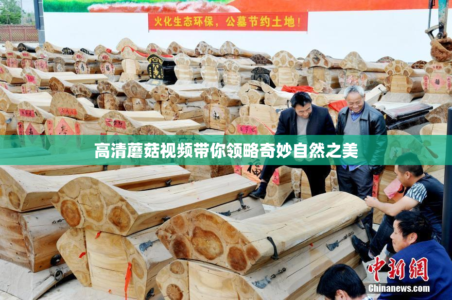 高清蘑菇视频带你领略奇妙自然之美