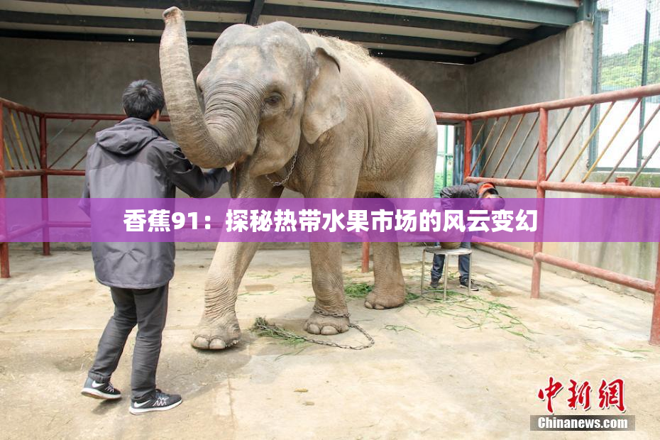 香蕉91：探秘热带水果市场的风云变幻