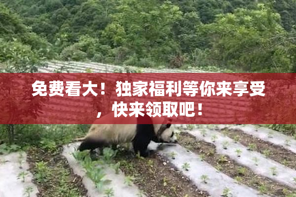 免费看大！独家福利等你来享受，快来领取吧！