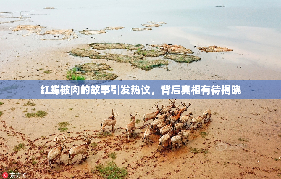 红蝶被肉的故事引发热议，背后真相有待揭晓