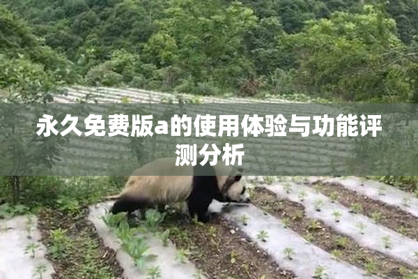 永久免费版a的使用体验与功能评测分析