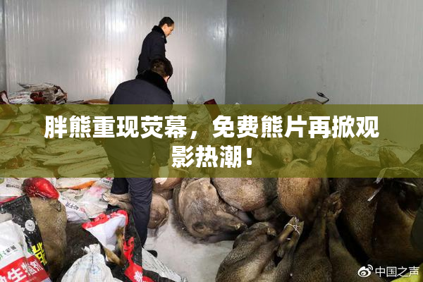 胖熊重现荧幕，免费熊片再掀观影热潮！