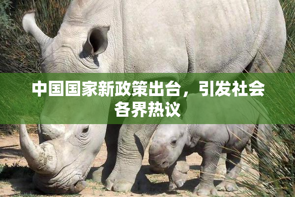 中国国家新政策出台，引发社会各界热议