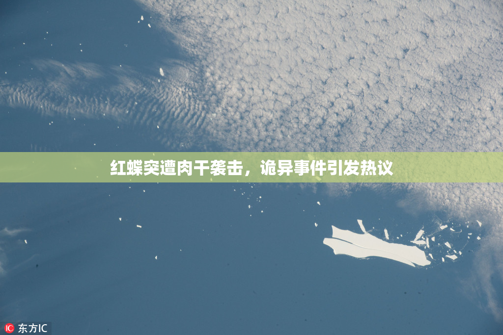 红蝶突遭肉干袭击，诡异事件引发热议