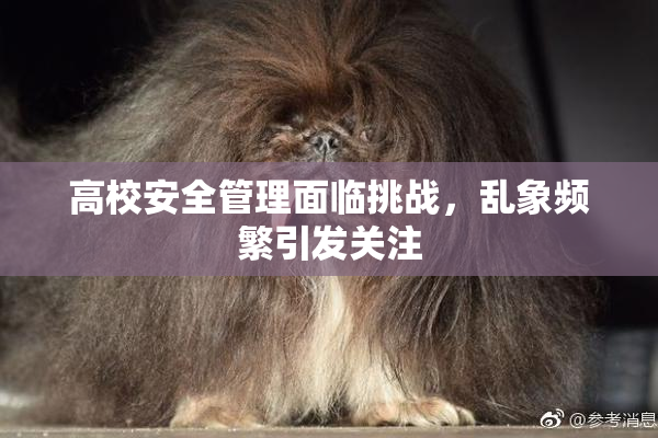 高校安全管理面临挑战，乱象频繁引发关注