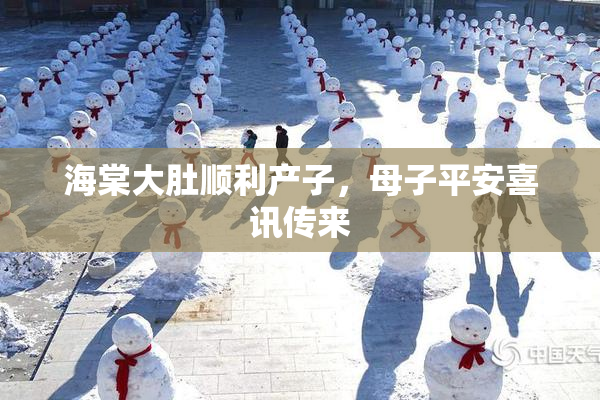海棠大肚顺利产子，母子平安喜讯传来