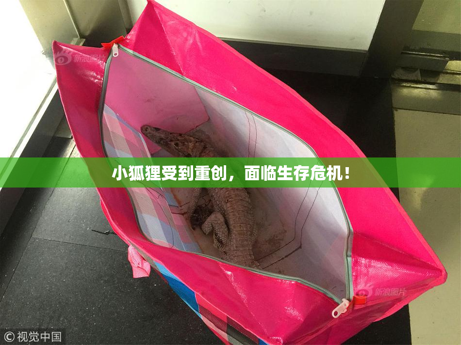 小狐狸受到重创，面临生存危机！