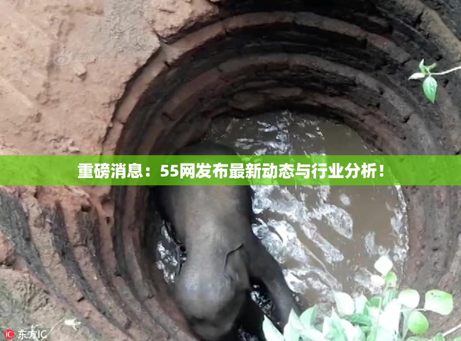 重磅消息：55网发布最新动态与行业分析！