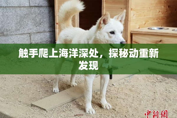 触手爬上海洋深处，探秘动重新发现