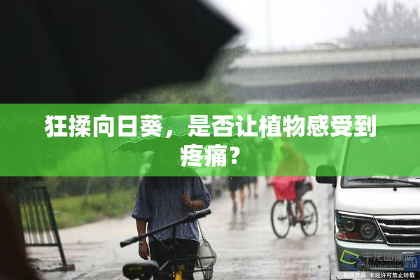 狂揉向日葵，是否让植物感受到疼痛？