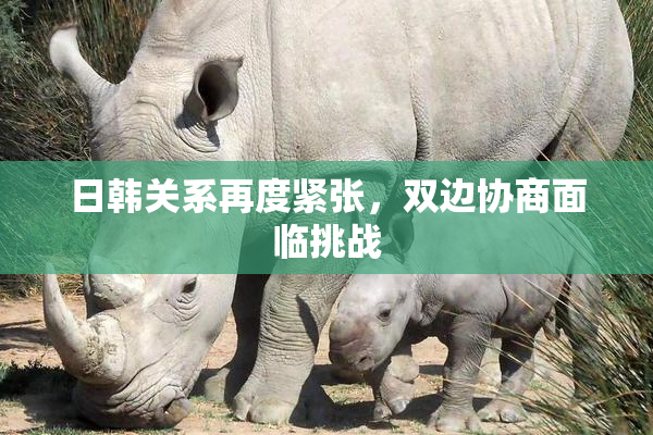 日韩关系再度紧张，双边协商面临挑战
