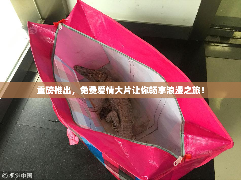 重磅推出，免费爱情大片让你畅享浪漫之旅！