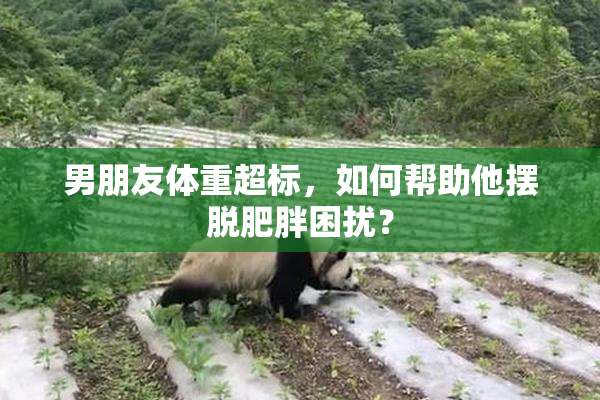 男朋友体重超标，如何帮助他摆脱肥胖困扰？