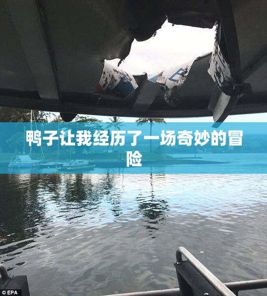 鸭子让我经历了一场奇妙的冒险