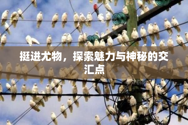 挺进尤物，探索魅力与神秘的交汇点