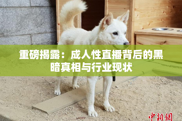 重磅揭露：成人性直播背后的黑暗真相与行业现状