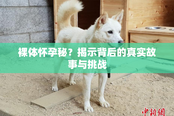 裸体怀孕秘？揭示背后的真实故事与挑战