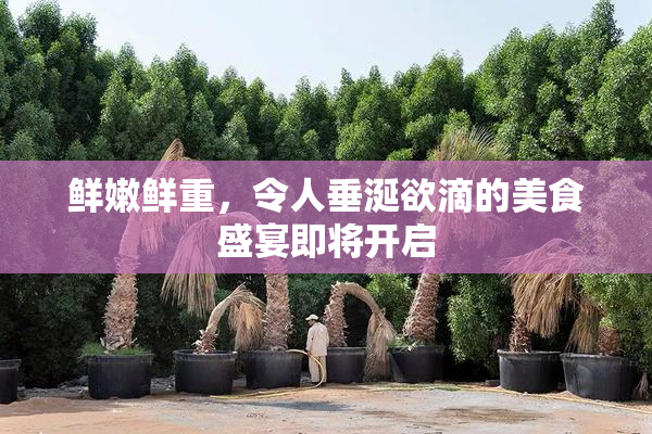 鲜嫩鲜重，令人垂涎欲滴的美食盛宴即将开启
