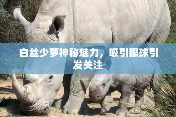 白丝少萝神秘魅力，吸引眼球引发关注