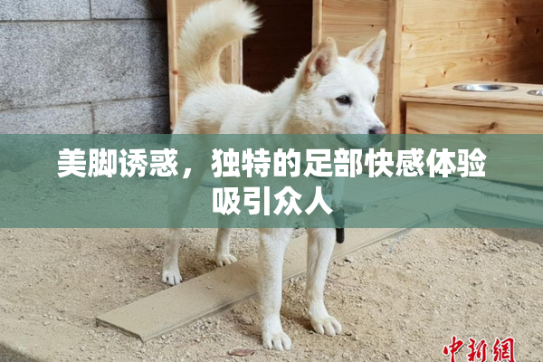 美脚诱惑，独特的足部快感体验吸引众人