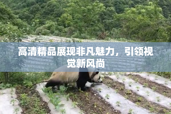 高清精品展现非凡魅力，引领视觉新风尚