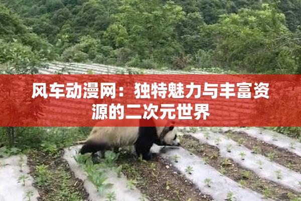 风车动漫网：独特魅力与丰富资源的二次元世界